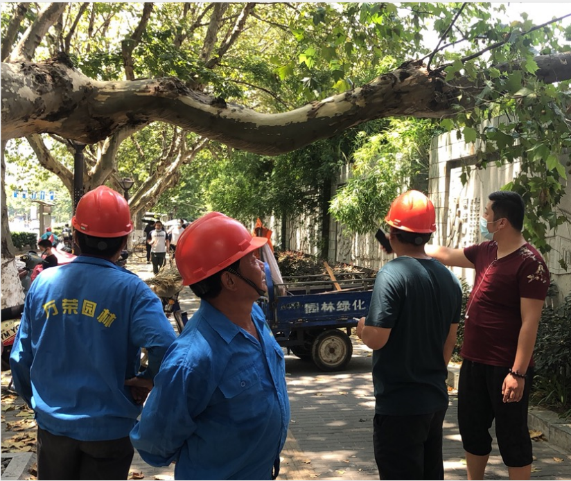 大樹砸中車輛 物業(yè)處置及時(shí)